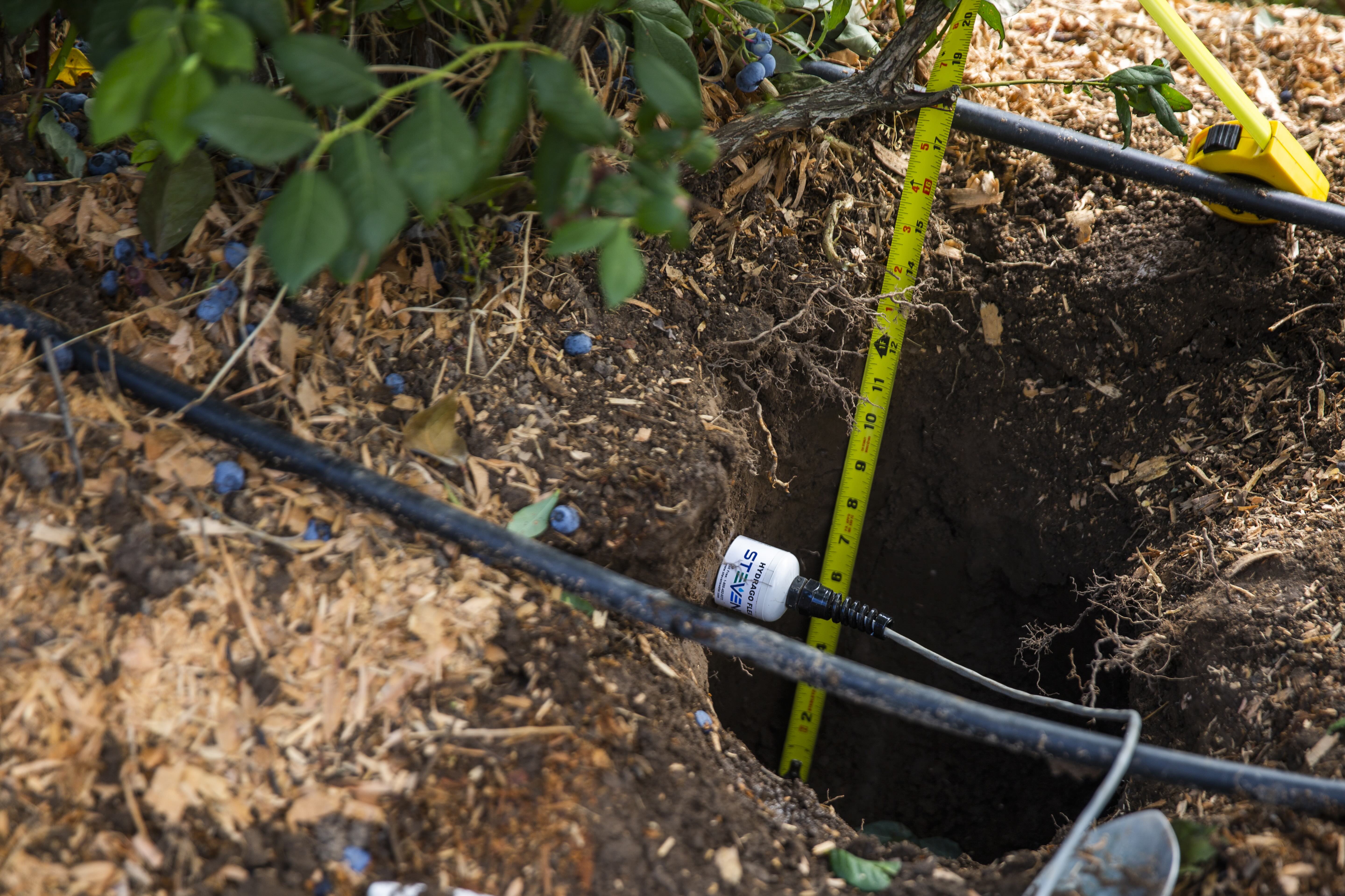 Blueberry irrigation machine learning project
