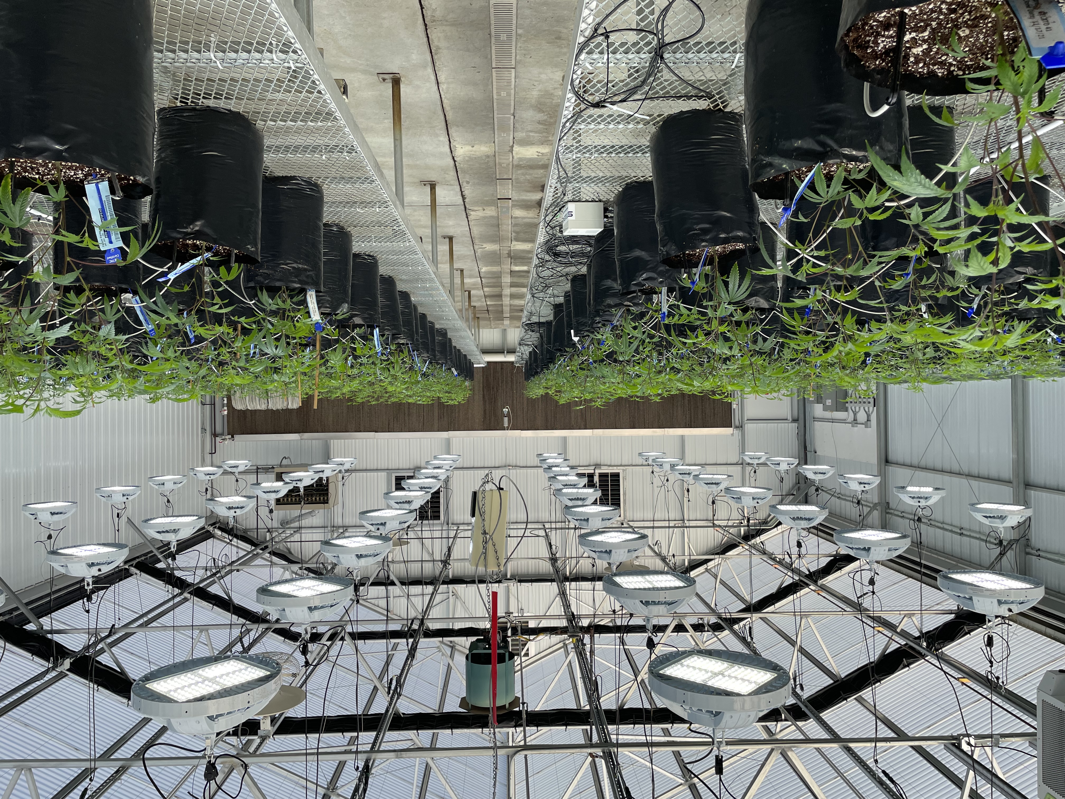 Cannabis fertigation project