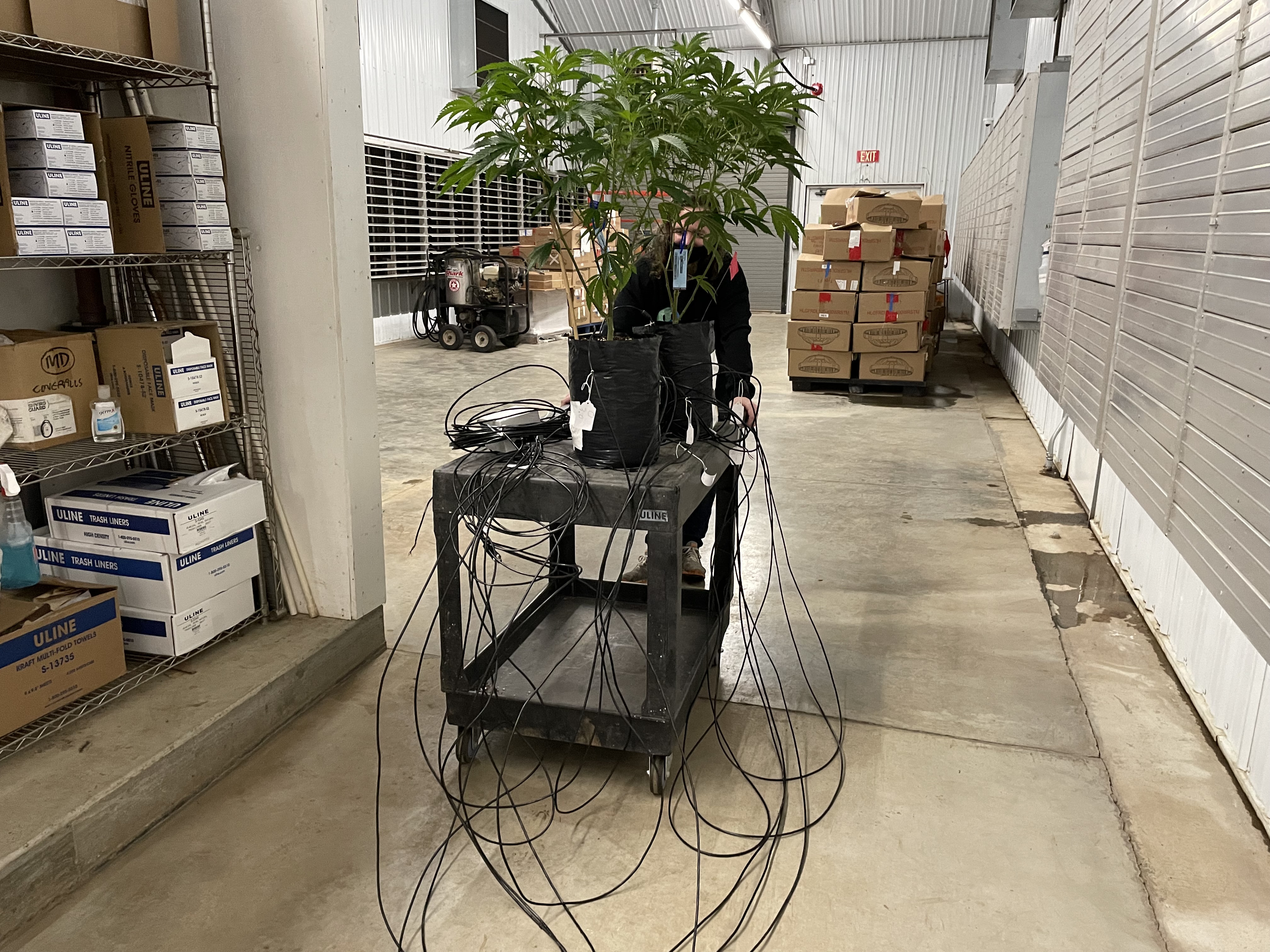 Cannabis project