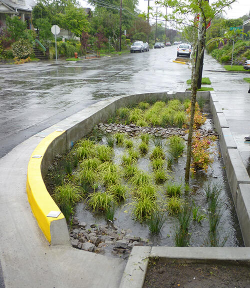 Rain garden project